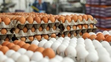 قیمت هر دانه و شانه تخم مرغ امروز در بازار/۲۰ تیر ۱۴۰۴