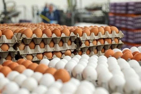 قیمت هر دانه و شانه تخم مرغ امروز در بازار/۲۰ تیر ۱۴۰۴