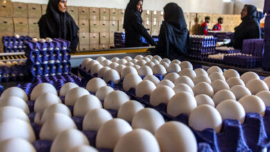 تخم‌مرغ رکورد زد؛ افزایش ۶۰ درصدی قیمت در بازار مواد غذایی