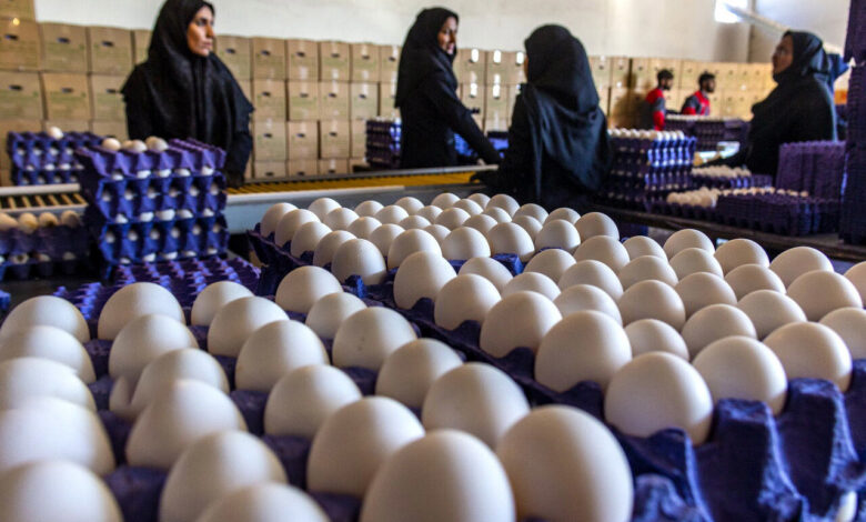 تخممرغ رکورد زد؛ افزایش ۶۰ درصدی قیمت در بازار مواد غذایی